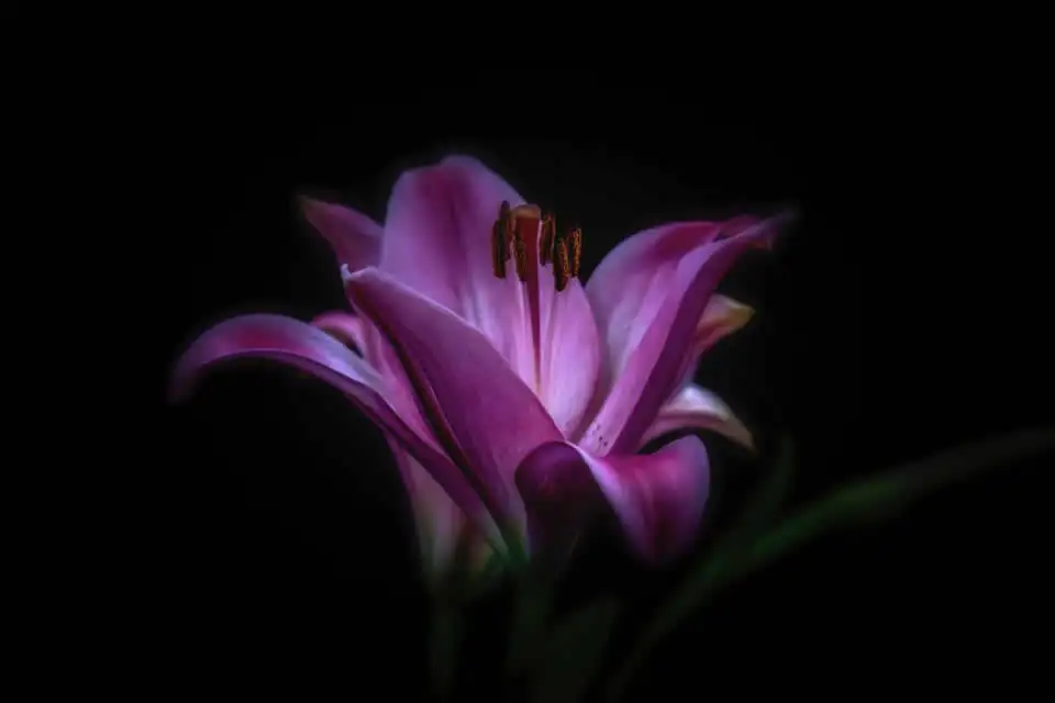 The Rose of Sharon