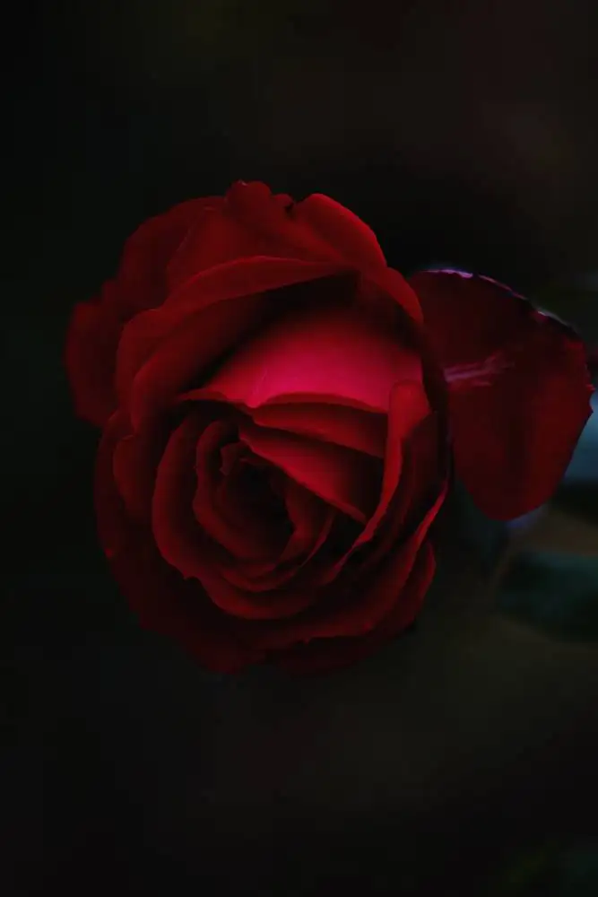 The Rose of Sharon