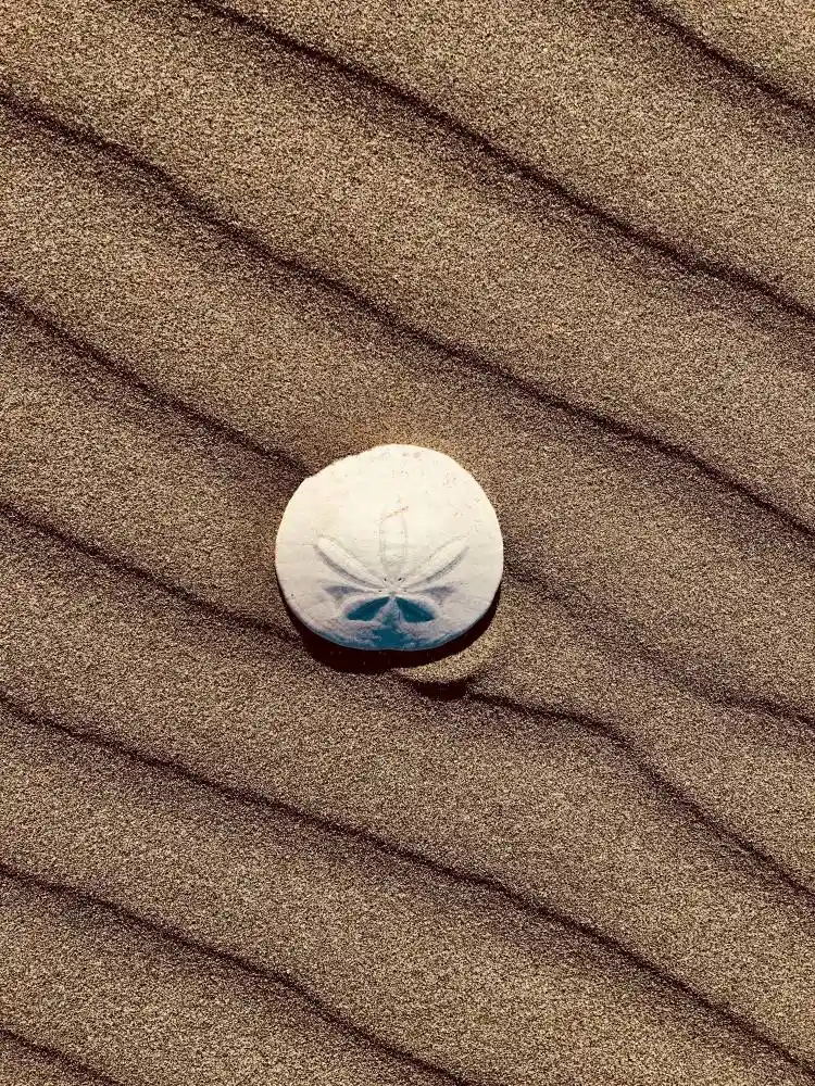 The Broken Sand Dollar