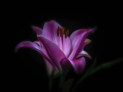 The Rose of Sharon