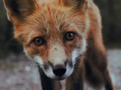 GRUMPY MEN, SMELLY FOXES, AND HUNGRY TREE PLANTERS
